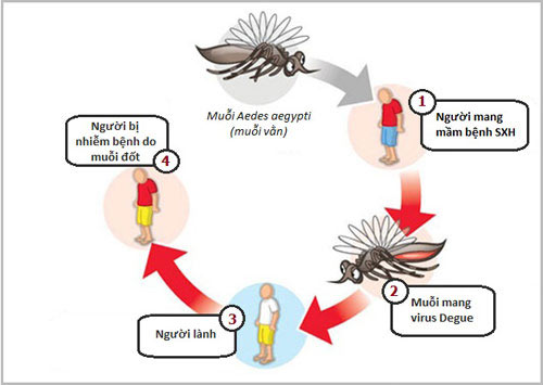 Con đường lây nhiễm bệnh sốt xuất huyết ở trẻ